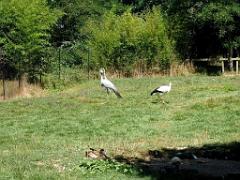 101PARC AUX OISEAUX DANS L AIN 2016 1_000026